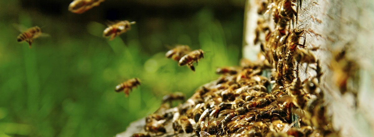 蜜蜂、黃蜂和大黃蜂叮蟄