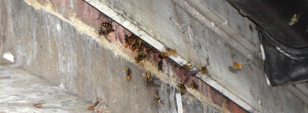 蜜蜂、黃蜂和大黃蜂如何遠離